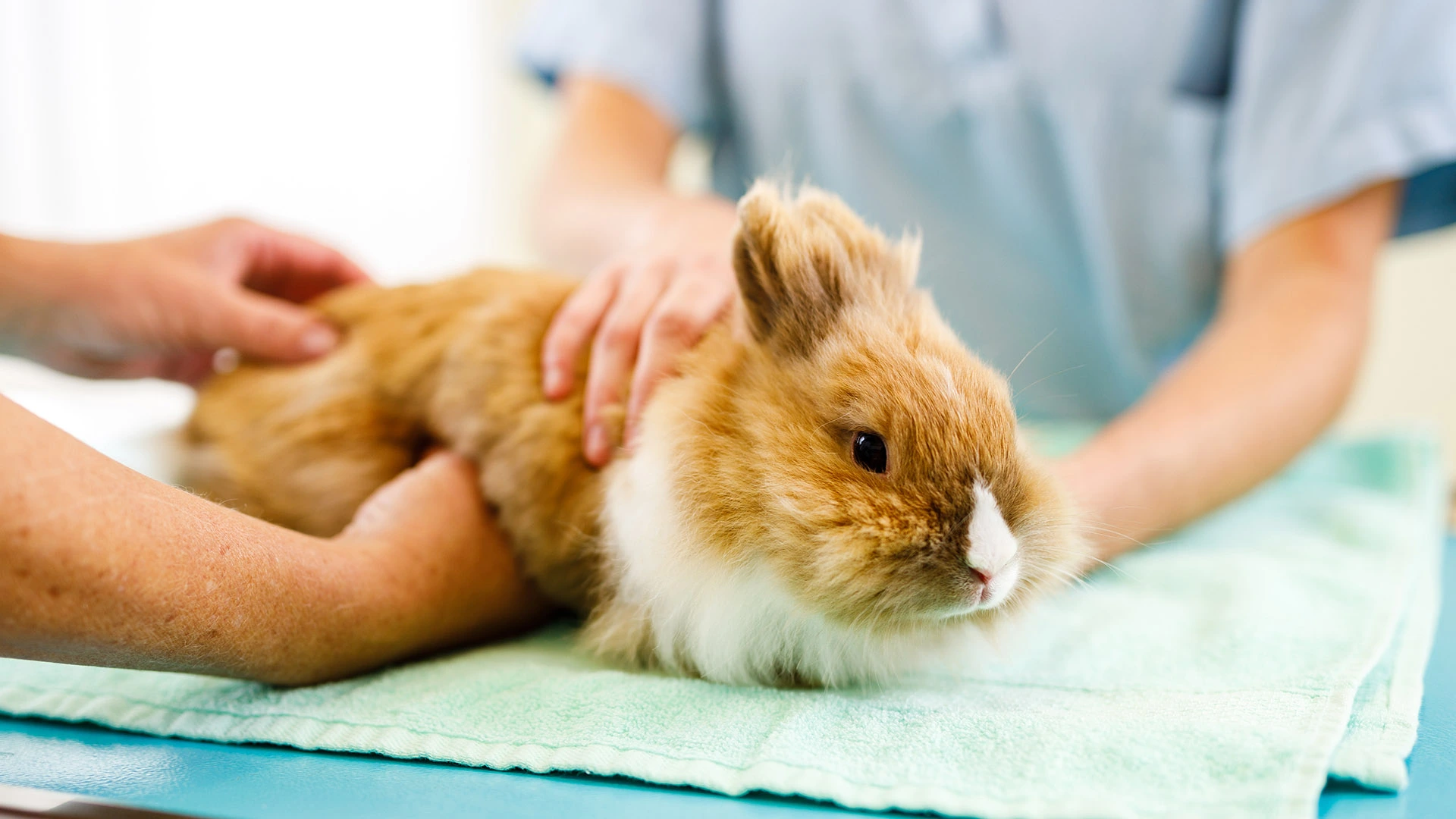Kaninchen in Behandlung