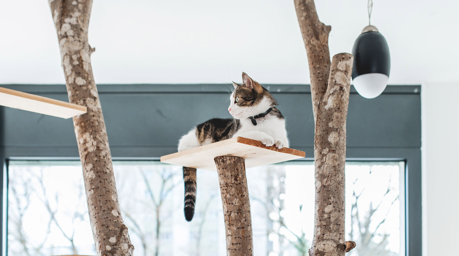 Hotel Pour Chats Clinique Veterinaire Delemont Hotel Pour Chats Clinique Veterinaire Delemont