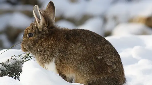 Kaninchen im Schnee