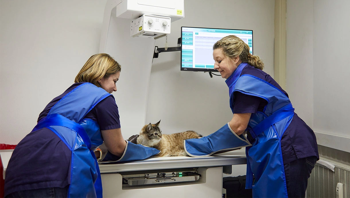 Röntgen Katze