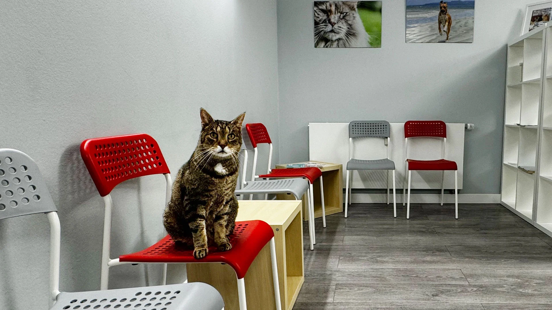 3-Katze-Wartezimmer