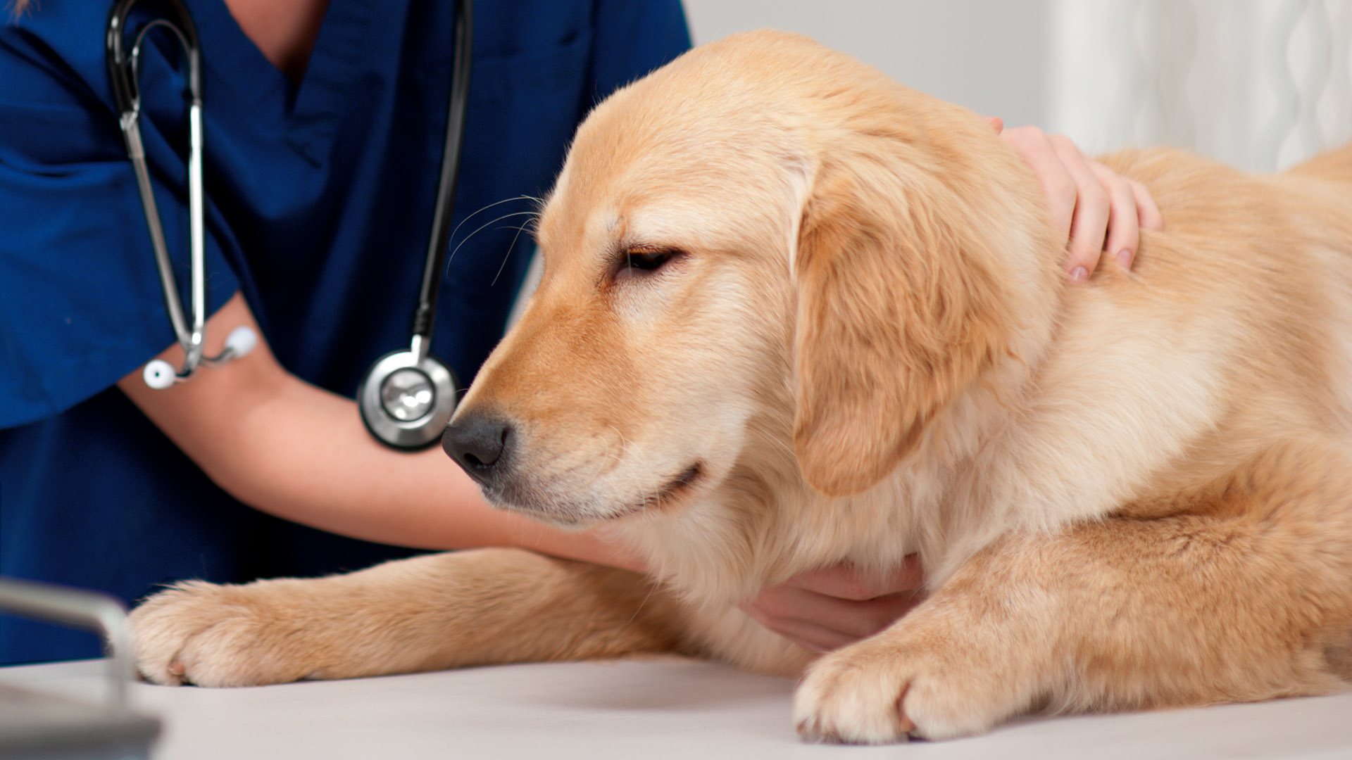 Tierklinik Norderstedt Blutbank/Blutspende Tierklinik Norderstedt