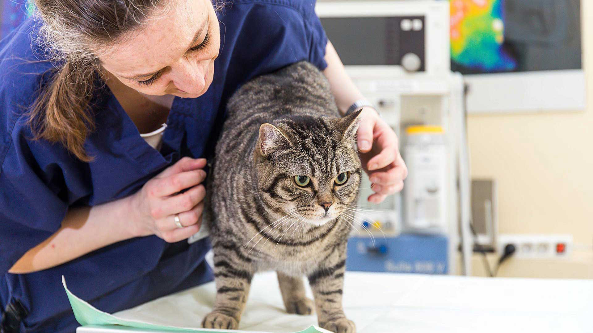 Tierklinik Norderstedt Endoskopie Tierklinik Norderstedt